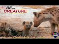 Be The Creature The Spotted Hyena Akili Kids