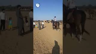 Blue Town Sapphire Lahore Free Horse riding on the project site