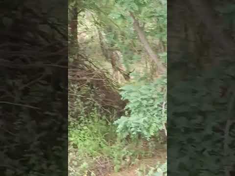 #wildlife #deer #sathiyamangalam #bavani #forest #travel #bike #animals