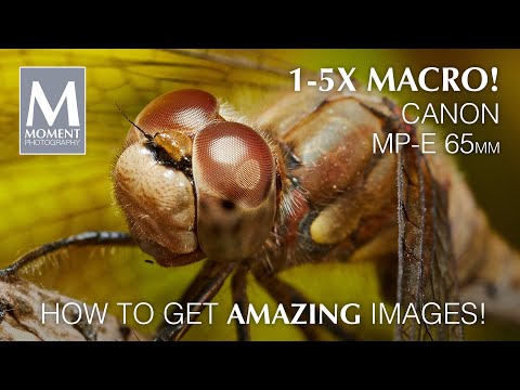 MACRO photography with the Canon MP-E 65mm 1-5x macro lens - lens review