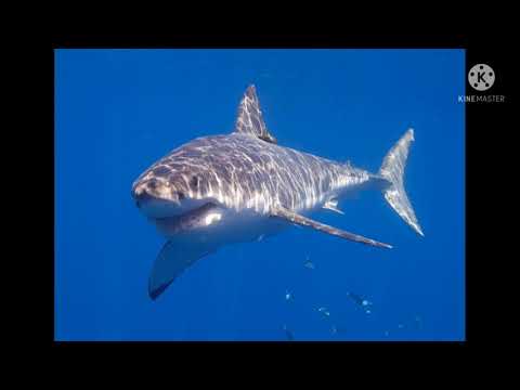 scp 4499 SI SOLO $44.99!