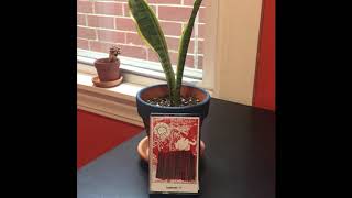 Liquids - Doomed to Live