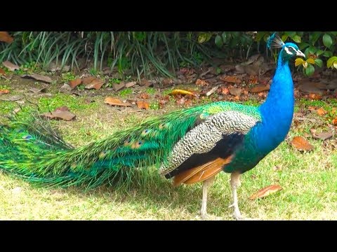 Peacock bird dance display