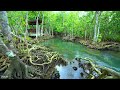 Magnificent Birdsong Peaceful Stream Sound Pleasant Forest Sounds