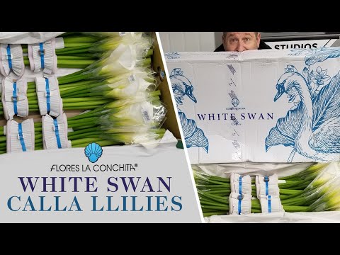 JFTV: Flores la Conchita "White Swan" Premium Calla Lillies with Mike