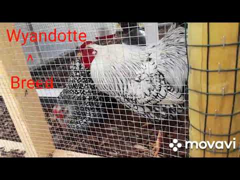 200 subscribers special 🥳 / 20 different roosters crowing with different breeds crowing compilation