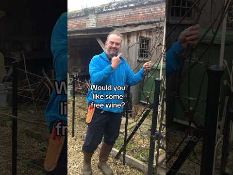 How to take a grape vine cutting #propagation #hardwoodcutting