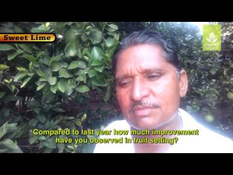 Powder serifel biofungicide magicgro bacillus subtilis, 1 kg