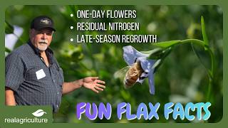 One-day flowers, residual nitrogen and other flax facts