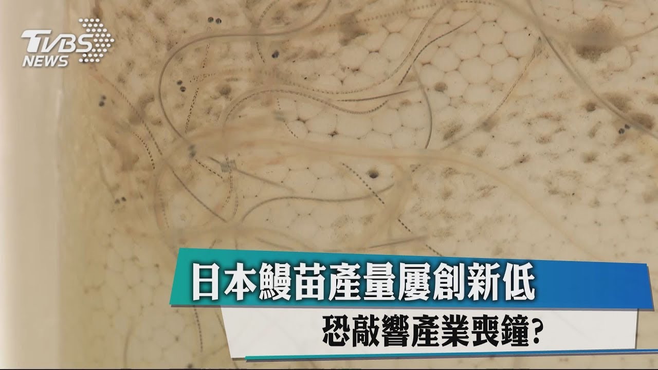 日本鰻苗產量屢創新低 恐敲響產業喪鐘?