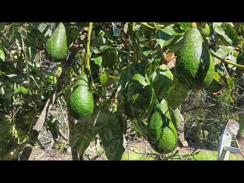 Parcela con frutales crecidos en M. Pinto