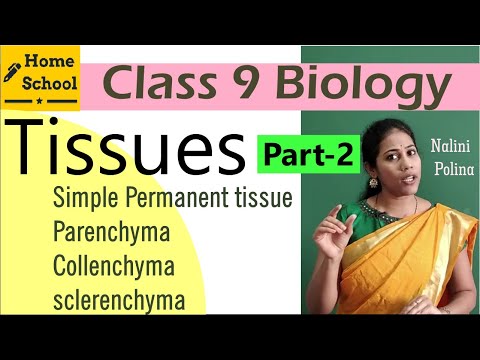 Tissues class 9 Biology Part-2