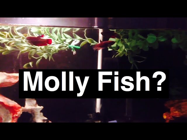 Betta Fish Tank Mates: Molly Fish Experiment