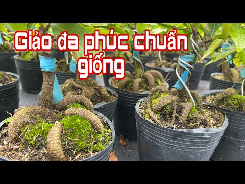 Giao lưu các giống mai đẹp./0367733768./