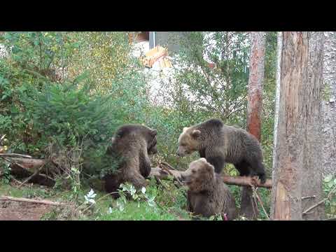 ARTHOS, ARIAN & AGONIS: Herr der Stämme