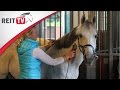 Pferdepflege Das Pferd Scheren