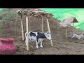 How To Make Cow Shed Make Dog Shed Animals In The House
