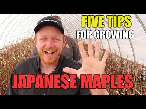 5 Tips For Growing Japanese Maples - JAPANESE MAPLES