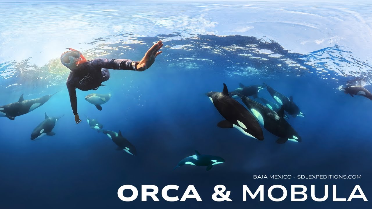 Step into the World's Aquarium — Orca Swims Baja film