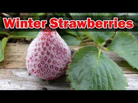Strawberry Plant Revival Make More And More Strawberry Plants