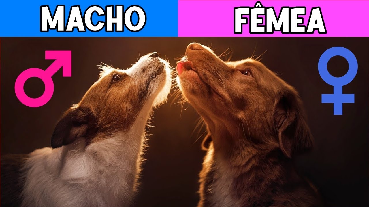 Cachorros MACHOS vs FÊMEAS: Diferenças ÚNICAS que vão te SURPREENDER! 🔥