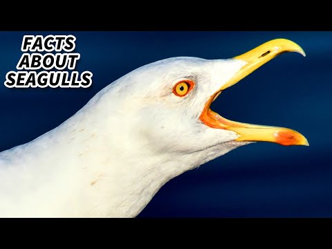Seagull Facts: FACTS about GULLS | Animal Fact Files