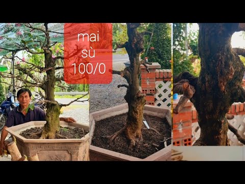 mai sù 100/0 hành 50 ae thấy hộp nhãn liên hệ phần bình luận