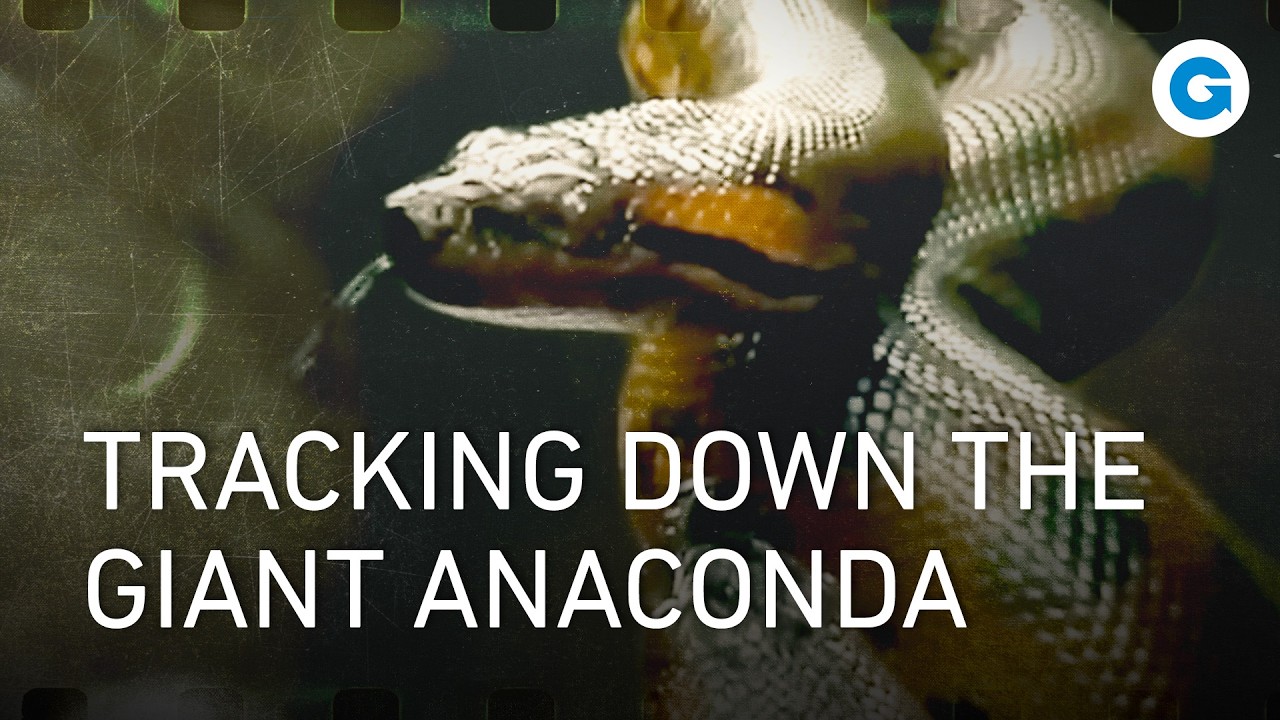 How we found a Giant Anaconda in Guyana | Wildlife Documentary