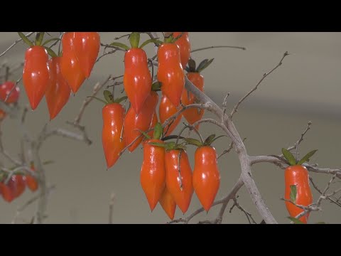 14ª Exposição de Caqui Velho Corvo