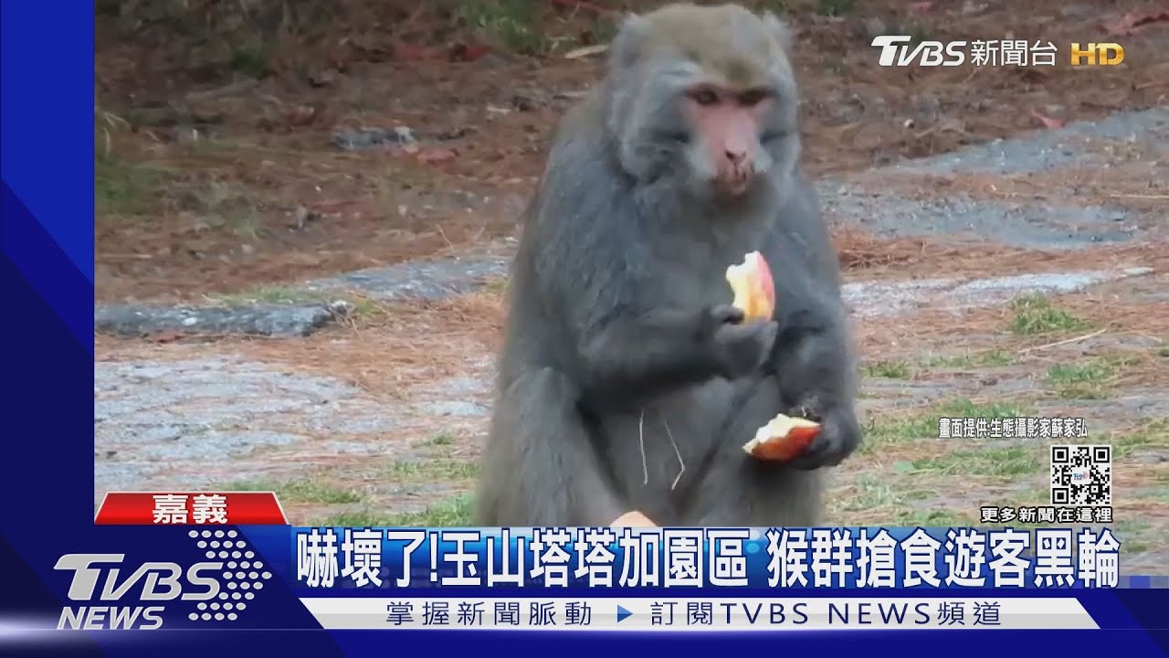 當心！塔塔加園區3停車場　獼猴出沒熱點