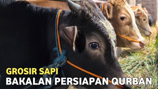 Download lagu UPDATE HARGA SAPI TERBARU❗SAPI BAKALAN PERSIAPAN QURBAN 2026 mp3