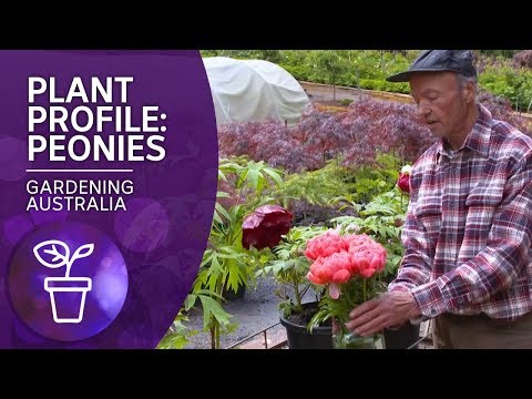 Plant Profile: Peonies