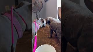 Video preview image #1 Mutt Puppy For Sale in Goodyear, AZ, USA