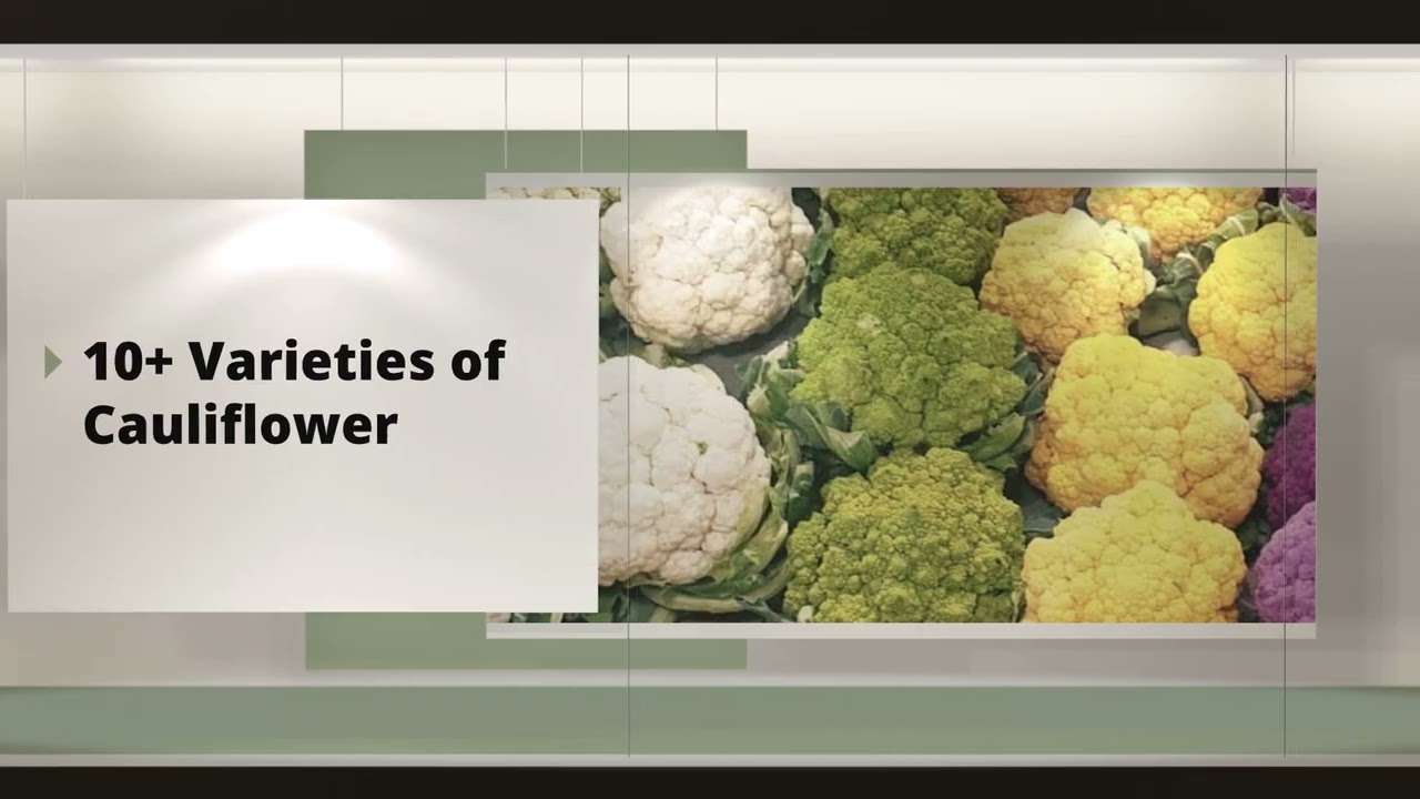 What happens when you give plants cold water? EN General