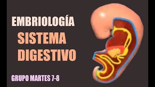 Embriología: Sistema Digestivo