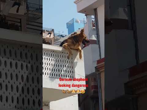 German shepherd looking dangerous | German shepherd  hanging from wall | German shepherd at roof