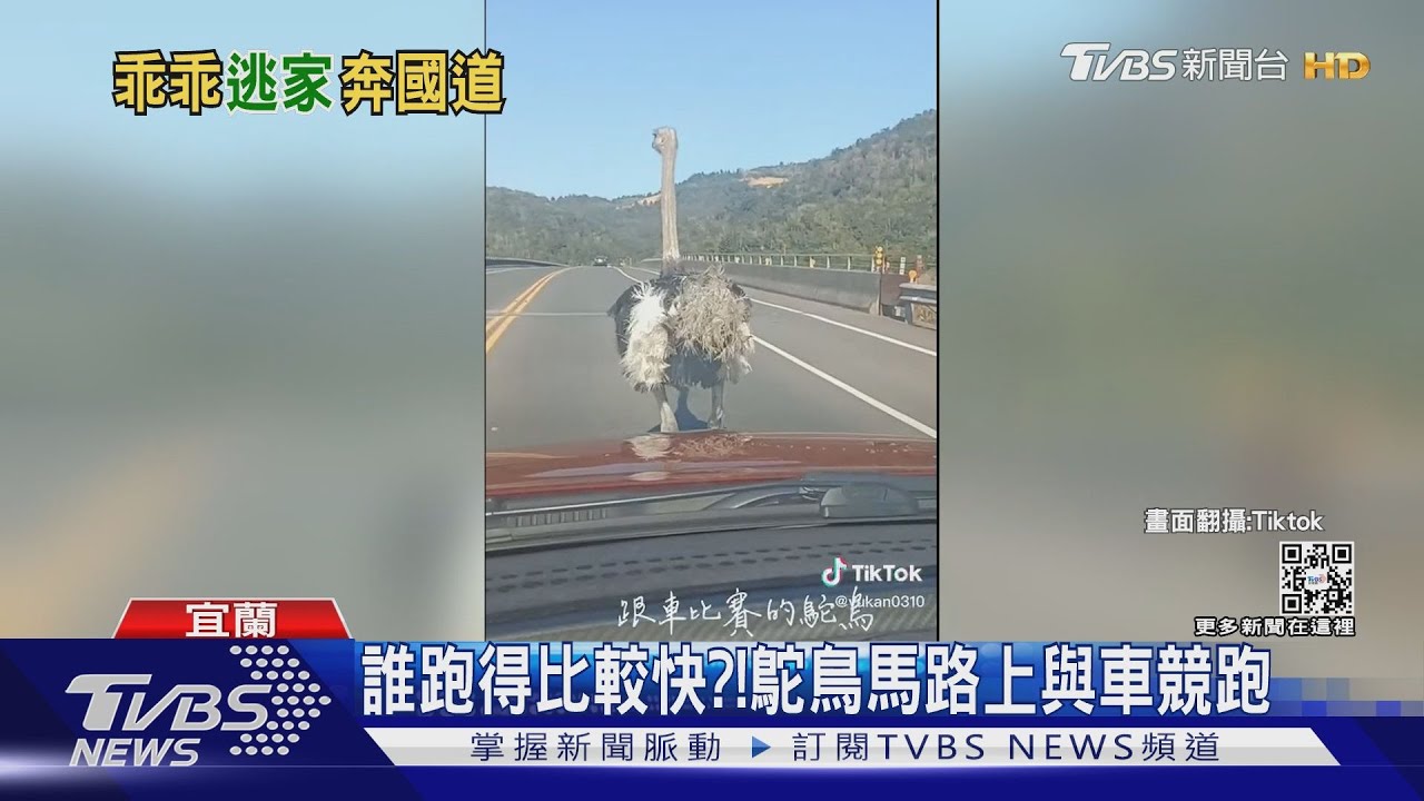 誰跑得比較快?! 鴕鳥馬路上與車競跑