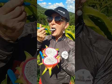 Colhendo e comendo pitáias na pitáias do prado em Cerro negro SC. #pitáiasdoprado #pitáias