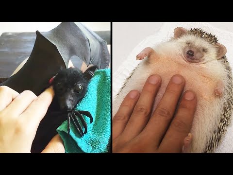 Ozzy Man Reviews: Animals Relaxing #2