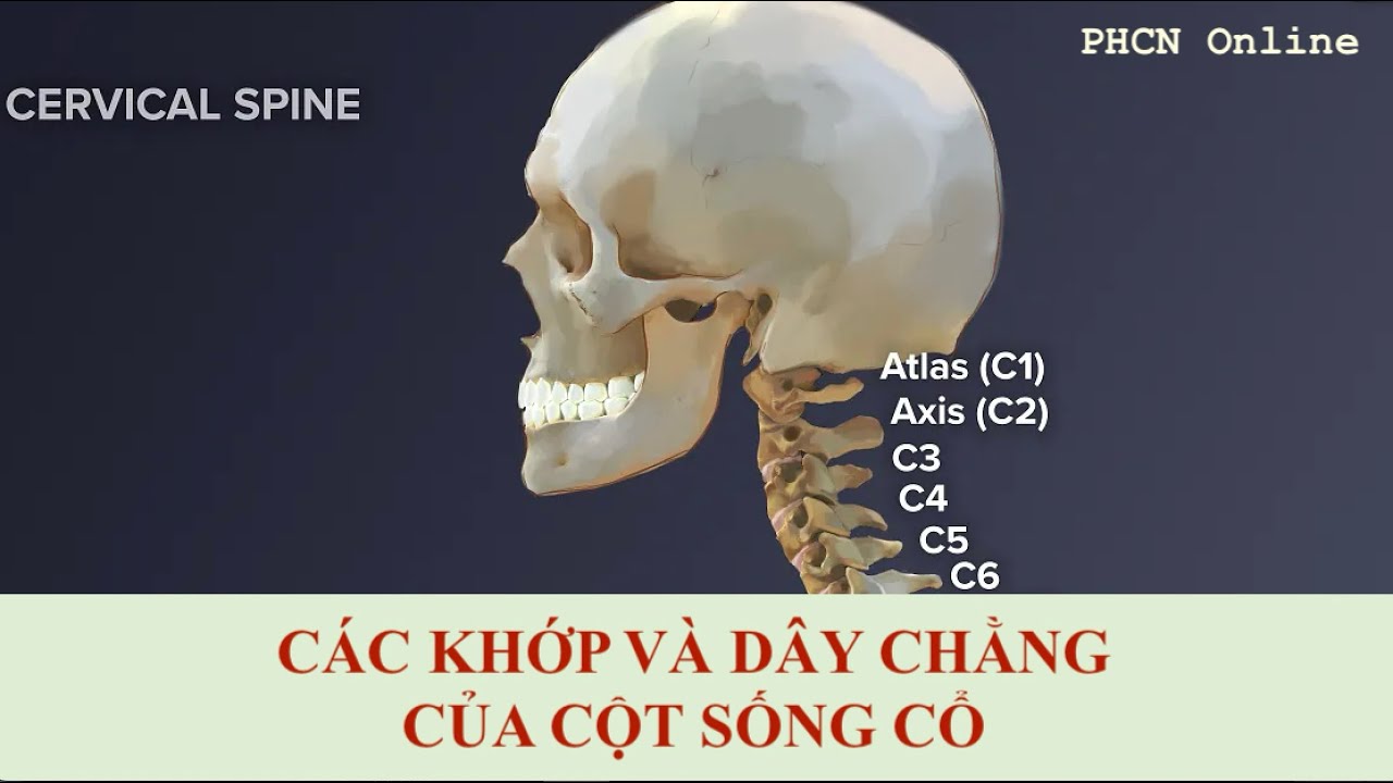 Các Khớp và Dây chằng ở Cột sống Cổ