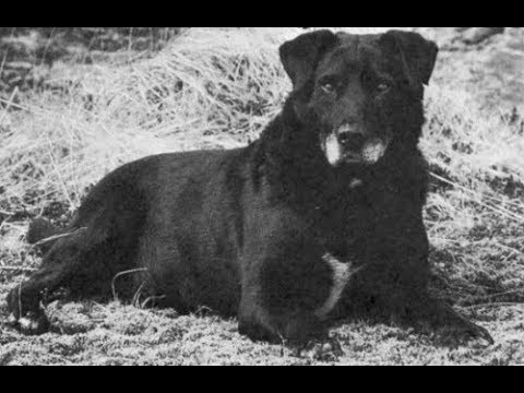 download lagu mp3 mp4 Saint John Water Dog, download lagu Saint John Water Dog gratis, unduh video klip Saint John Water Dog