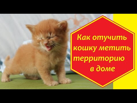 Как отучить кошку метить свою территорию в квартире