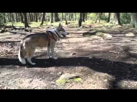 Michael Wainwright morning after AL -LAD epiphany. Shamanic ceremony aftermath