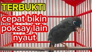 Download lagu suara poksay Mandarin gacor ampuh terbukti mampu bikin poksay Mandarinmu gacor seketika mp3