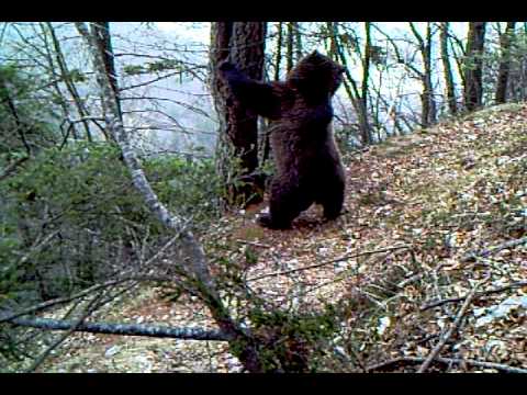 Orso su grattatoio 1/2