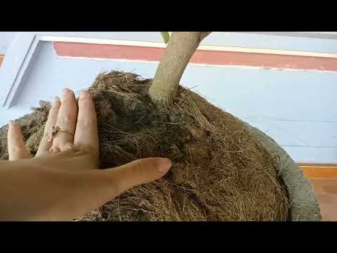 đã bán)Gl cả nhà cây mai lùm tàn thông  cúc rin . chi tàn tròn đều , giá 800k.lh 0345345730(Tâm)