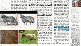 דף יומי מסכת זבחים דף ט Daf yomi Masechet Zevachim page 9  ע"י יוני גוטמן (שיעורי הדף היומי ב-20 דקות – מועבר ע"י ר' יוני גוטמן – לעילוי נשמת אביו ר' אלימלך צבי (צביקה) גוטמן ז"ל) - התמונה מוצגת ישירות מתוך אתר האינטרנט יוטיוב. זכויות היוצרים בתמונה שייכות ליוצרה. קישור קרדיט למקור התוכן נמצא בתוך דף הסרטון