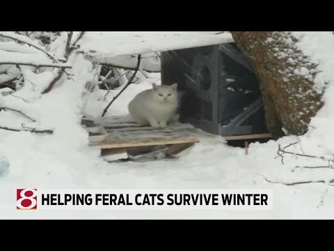 Helping feral, outdoor cats during the winter