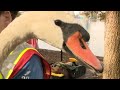 Orlando S Beloved Lake Eola Swans Receive Annual Check Up