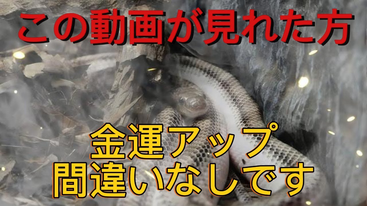 【白蛇】※ご利益あり この動画が見れた方、金運アップ間違いなしです